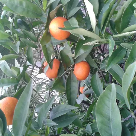 Fevziye